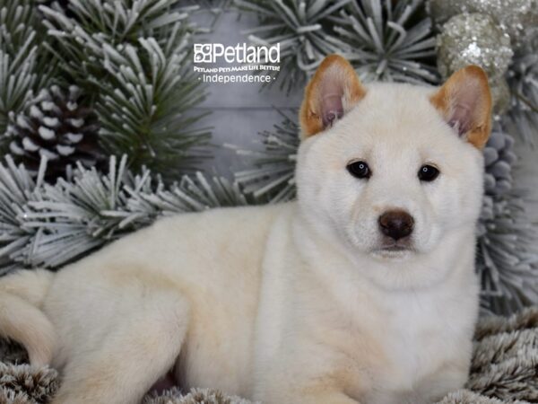 [#6041] Cream Male Shiba Inu Puppies For Sale