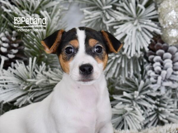 [#6040] Tan & White Male Jack Russell Terrier Puppies For Sale