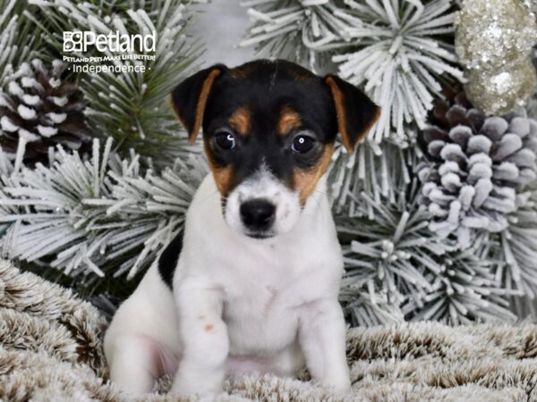 [#6039] Black, Tan, & White Female Jack Russell Terrier Puppies For Sale