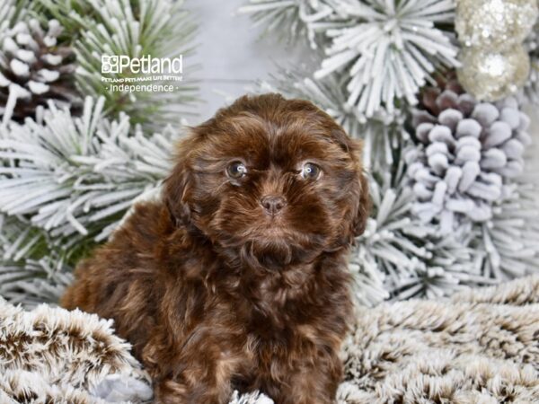 [#6037] Chocolate Female Shih Poo Puppies For Sale