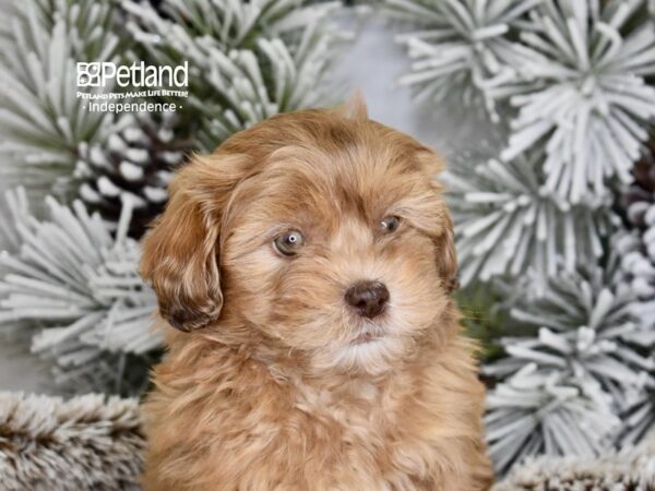 [#6036] Tan Male Shih Poo Puppies For Sale