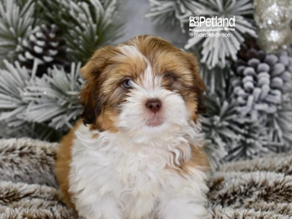 [#6035] Brown & White Male Shih Poo Puppies For Sale
