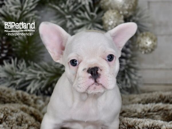 [#6053] Blue Piebald Female French Bulldog Puppies For Sale