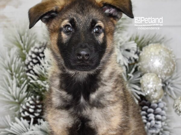 [#6051] Sable Male German Shepherd Puppies For Sale