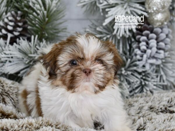 [#6049] Chocolate & White Female Shih Tzu Puppies For Sale