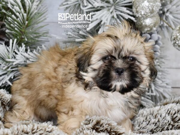 [#6050] Gold & White Female Shih Tzu Puppies For Sale