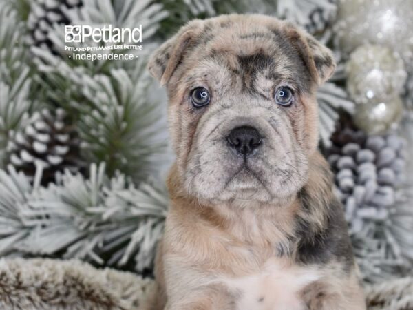 [#6048] Blue Merle Female Ori Pei Puppies For Sale