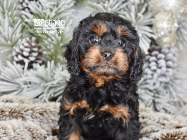 [#6046] Black & Tan Male Cavapoo Puppies For Sale