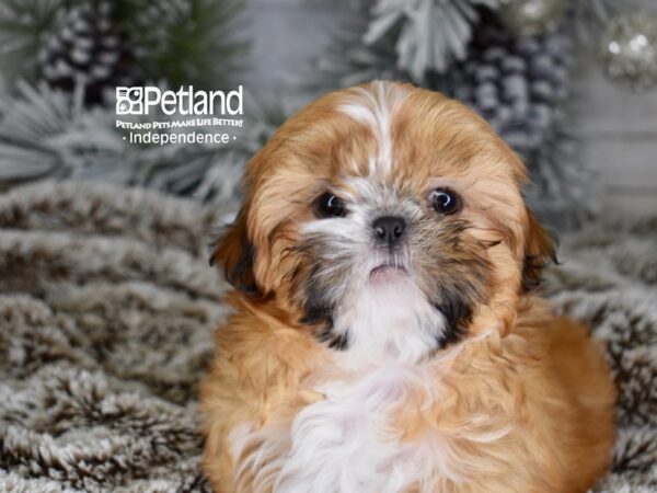 [#6045] Sable Male Shih Tzu Puppies For Sale