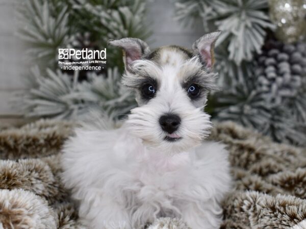 [#6044] Cinnamon Parti Female Miniature Schnauzer Puppies For Sale