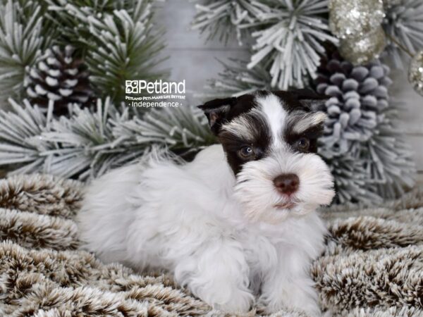 [#6043] Chocolate & White Male Miniature Schnauzer Puppies For Sale