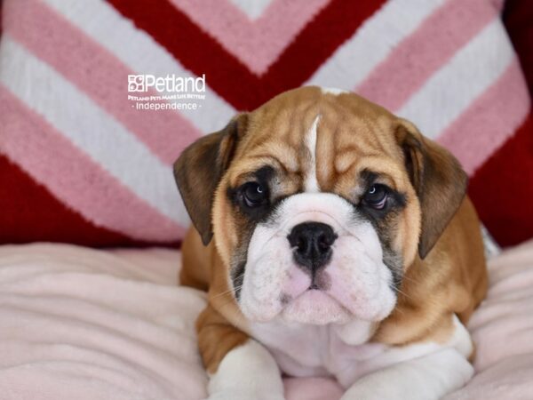 [#6088] Red Male English Bulldog Puppies For Sale
