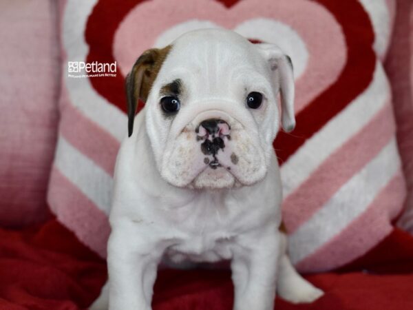 [#6166] Red & White Female English Bulldog Puppies For Sale