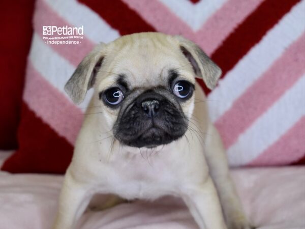 [#6097] Fawn Male Pug Puppies For Sale