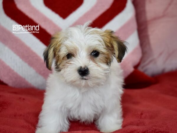 [#6113] Sable & White Male Morkie Puppies For Sale