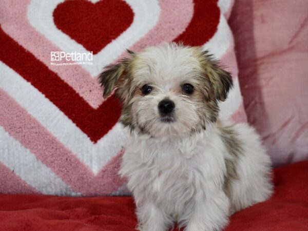 [#6155] Sable & White Male Morkie Puppies For Sale