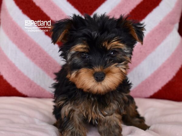 [#6111] Black / Tan Male Yorkshire Terrier Puppies For Sale