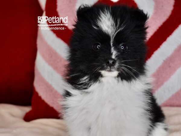 [#6121] Black & White Male Pomsky 2nd Gen Puppies For Sale