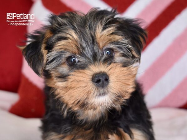 [#6151] Black & Tan Female Yorkshire Terrier Puppies For Sale