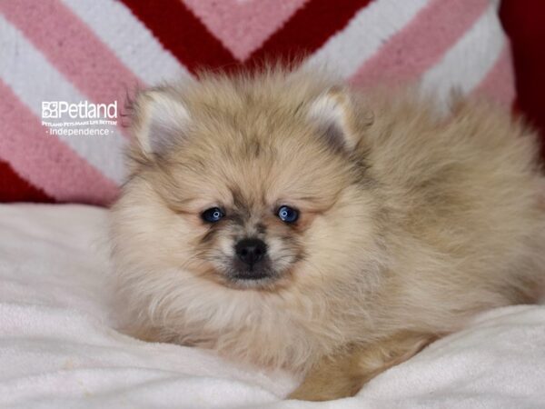 [#6141] Beige Merle Male Pomeranian Puppies For Sale