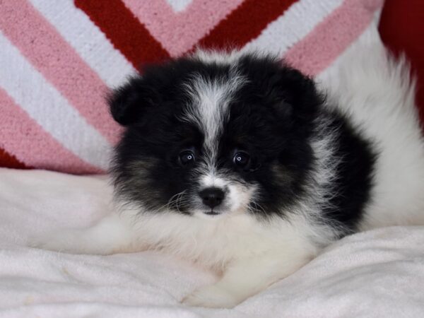 [#6142] Black, Tan, & White Female Pomeranian Puppies For Sale