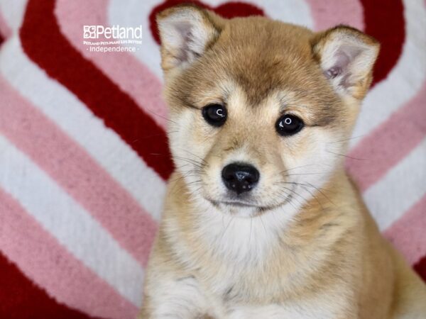 [#6150] Red Sesame Female Shiba Inu Puppies For Sale