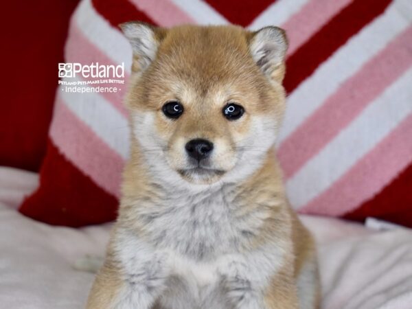 [#6149] Red Sesame Female Shiba Inu Puppies For Sale