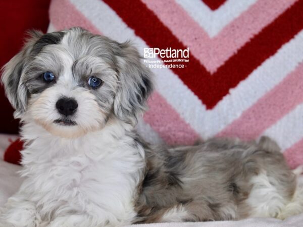 [#6162] Blue Merle Male Lhasa Poo Puppies For Sale