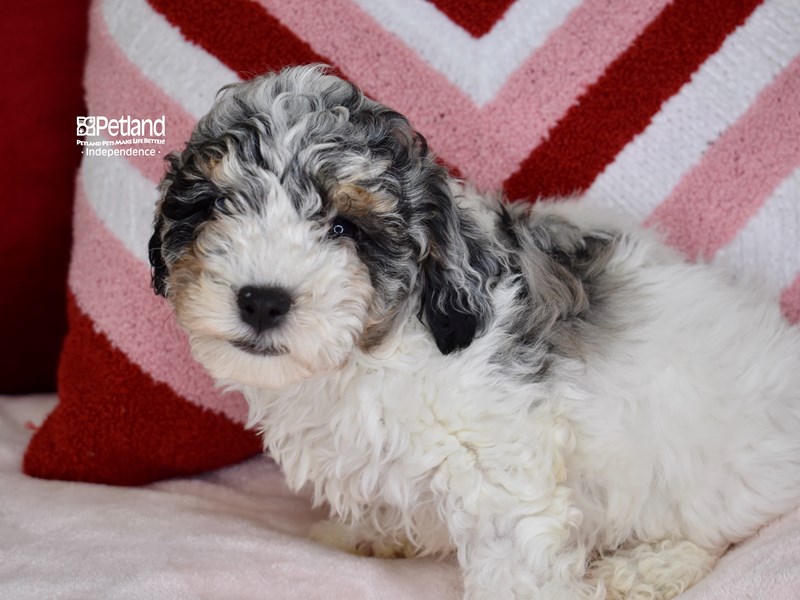 Merle cockapoo puppies deals for sale