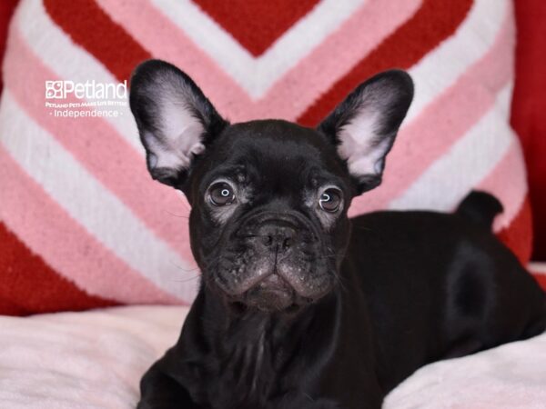 [#6157] Black Male French Bulldog Puppies For Sale