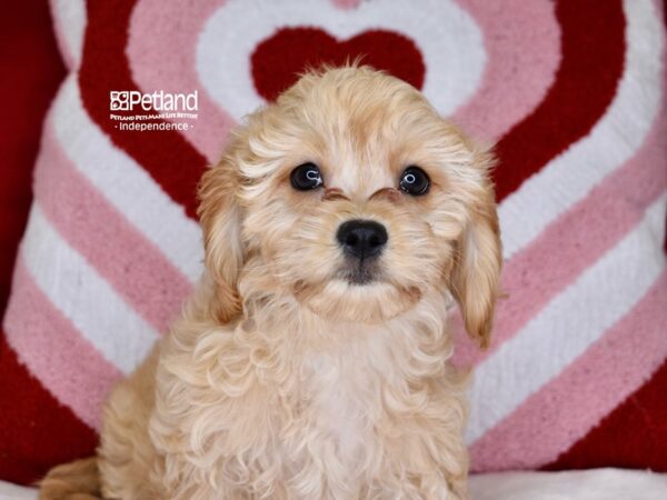 [#6164] Ruby Female Cavachon Puppies For Sale