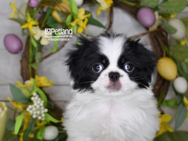 [#6190] Black / White Male Japanese Chin Puppies For Sale