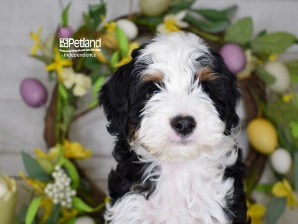 [#6186] Black, Tan, & White Male Miniature Bernedoodle 2nd Gen Puppies For Sale