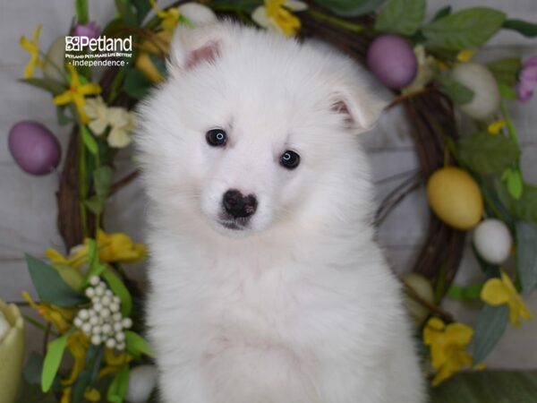 [#6181] White Female American Eskimo Puppies For Sale