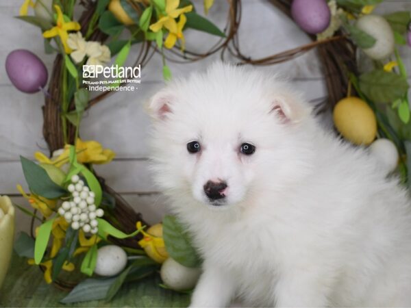 [#6179] White Male American Eskimo Puppies For Sale