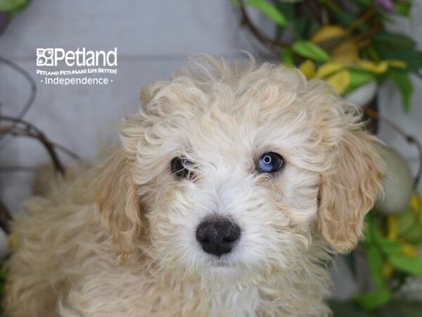 [#6178] Apricot Male Miniature Goldendoodle 2nd Gen Puppies For Sale