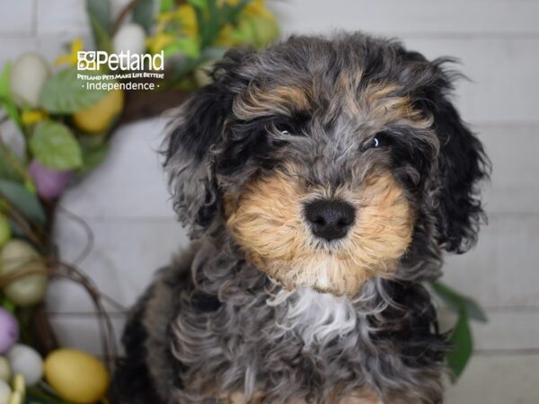 [#6177] Blue Merle Male Miniature Goldendoodle 2nd Gen Puppies For Sale