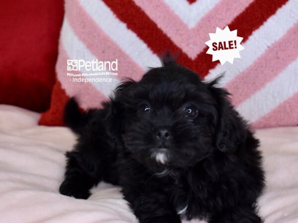 [#6122] Black Male Pekeapoo Puppies For Sale