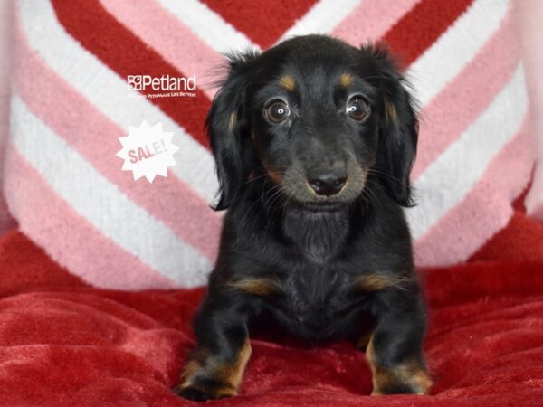[#6170] Black & Tan, Long Haired Female Dachshund Puppies For Sale