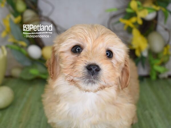 [#6195] Apricot Female Yorkiepoo Puppies For Sale