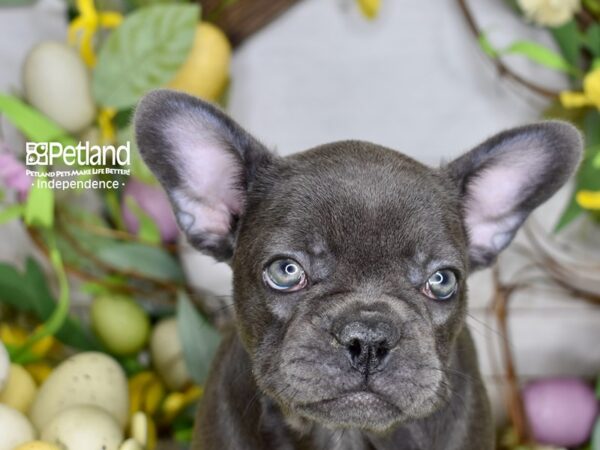[#6191] Blue Female French Bulldog Puppies For Sale