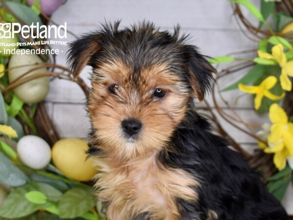 [#6194] Black & Tan Female Yorkshire Terrier Puppies For Sale