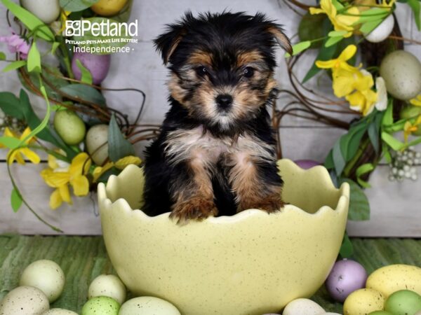 [#6192] Black & Tan Female Yorkshire Terrier Puppies For Sale