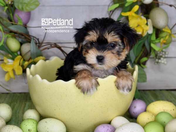 [#6193] Black & Tan Female Yorkshire Terrier Puppies For Sale
