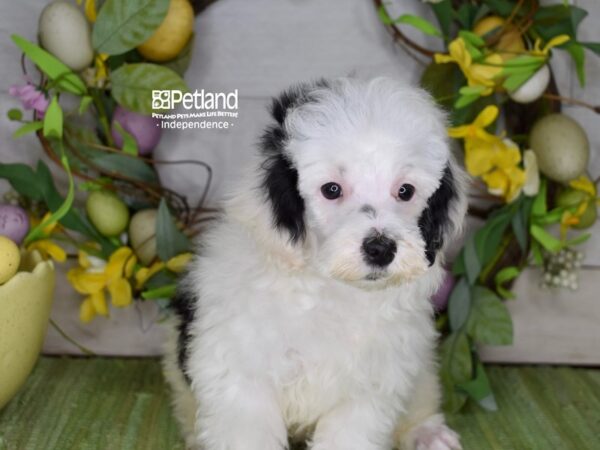 [#6202] Black & White Male Poodle Puppies For Sale