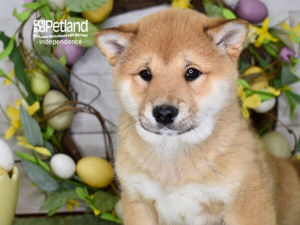 [#6199] Red Male Shiba Inu Puppies For Sale