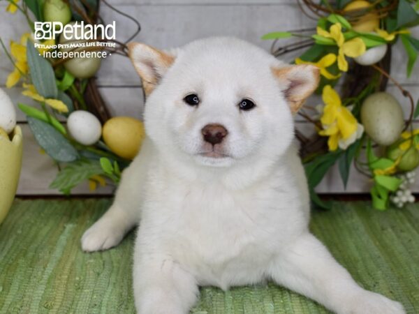 [#6198] Cream Female Shiba Inu Puppies For Sale