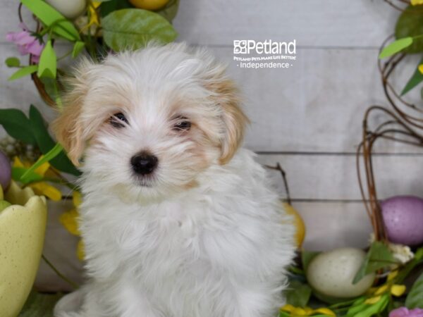 [#6200] Cream & White Male Maltipoo Puppies For Sale