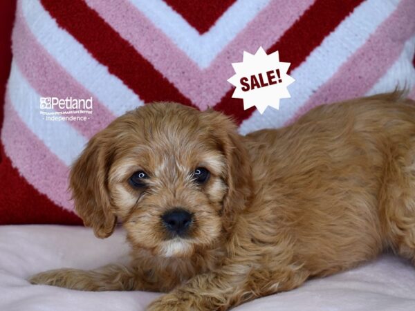[#6139] Red Female Cavapoo Puppies For Sale