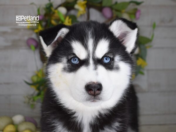 [#6184] Black & White Female Siberian Husky Puppies For Sale
